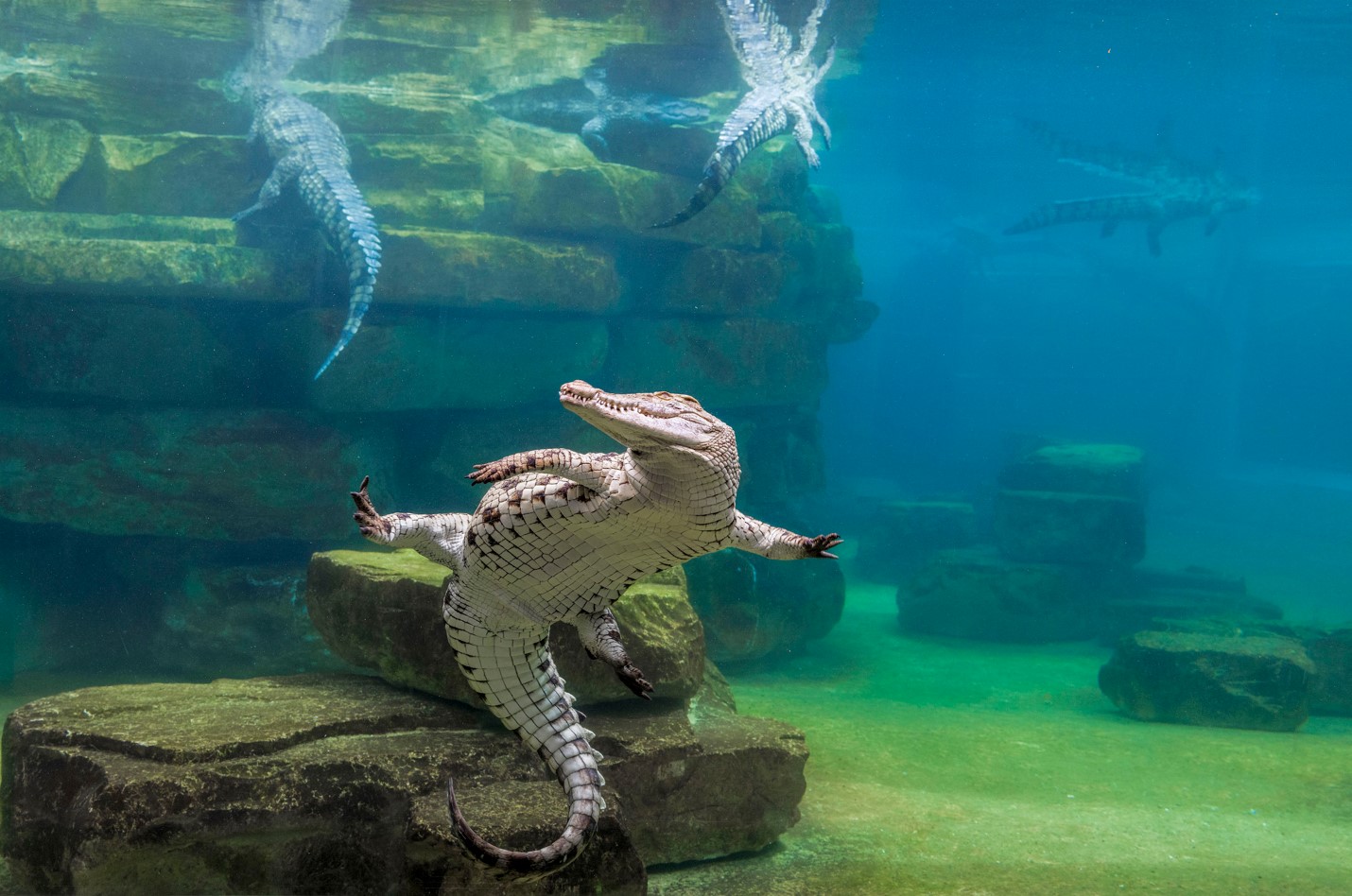 Dubai Crocodile Park
