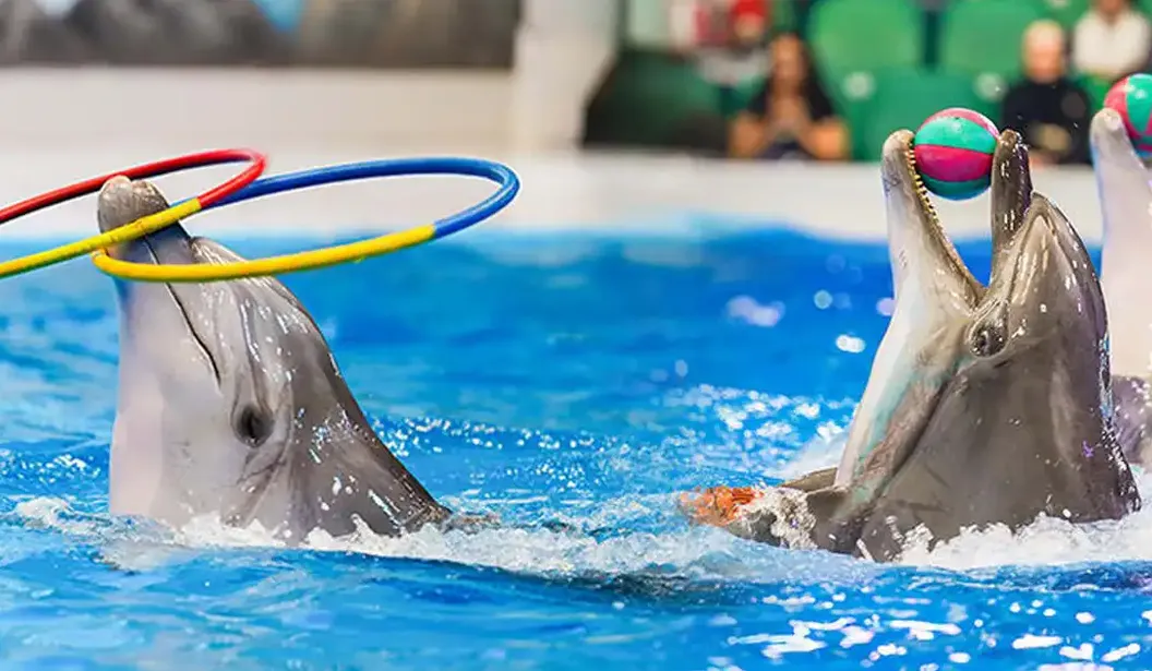 Dubai Dolphinarium